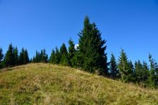 Šiprúň 1461m, horská lúka