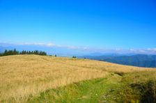 Predné 1291m, horská lúka