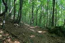 lesná cesta na hrad