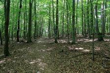 Pred rázcestím na Pustý hrad