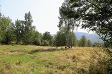 Lesná čistinka