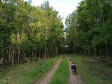 Po žltej na Ladislavovi vyvieračku