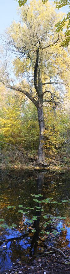 Vrbina, Kamenicna