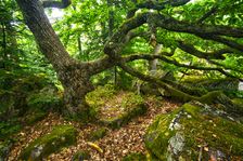 Ponický Dartmoor