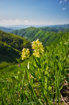 Vstavač bazový nad Ramžinou