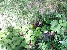 Prameň pod Skalíkovou