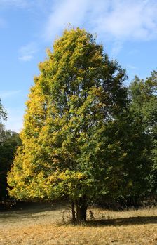 ... Jesen este nevyhrala ...