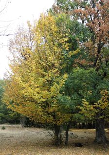 ... Jesen este nevyhrala ...