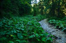 Dolina Selenec, lopúchový raj