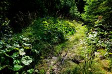 Stopa Habebat vehentem predator