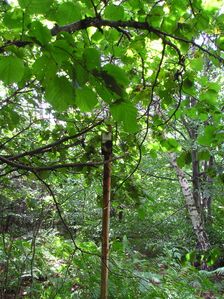 Kopyto (792 m.n.m) - druhý najvyšší vrch Nastazu