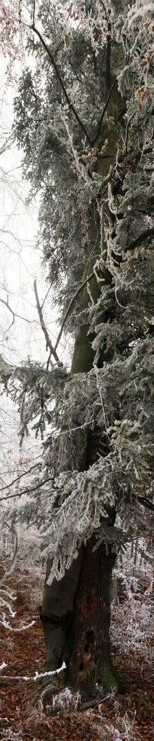 ihlicnan s listnanym stromom, suzitie