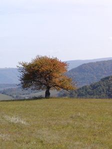 Strom na jeseň