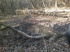 Wellness pre lesnú zver