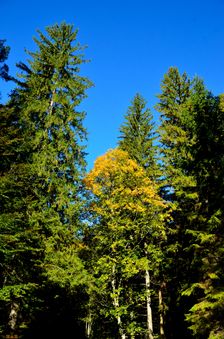 Gaderská dolina, TZT 8648