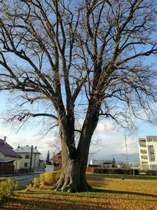 Chránené  Lipského lipy v Sedličnej (2)