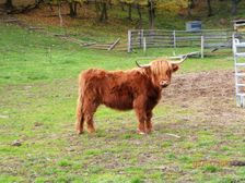  Biofarma Charolais 