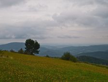 Krokava
