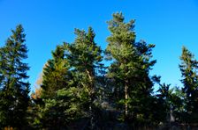 Capkovo (Selnice) 1244m