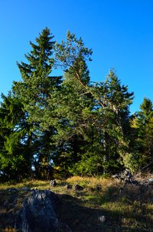 Capkovo (Selnice) 1244m