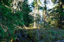 Capkovo (Selnice) 1244m, vrchol