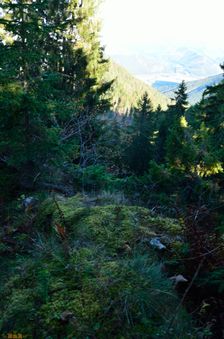 Capkovo (Selnice) 1244m, vrchol