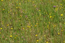 Nova Sedlica, Meadow