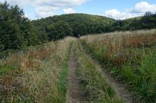 Stužica