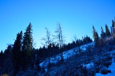 Tvarožný grúň, rúbanisko