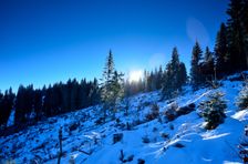 Tvarožný grúň, rúbanisko