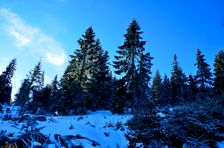 Tvarožný grúň, rúbanisko