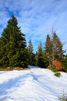 Švošovská hoľa 1318m