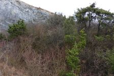 Hainburger Berge
