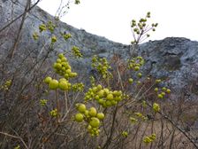 Hainburger Berge