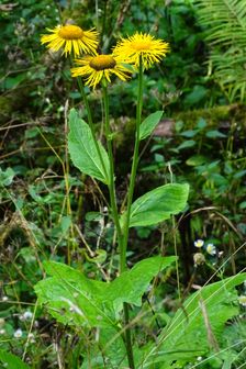 Telekia speciosa in Kalná Roztoka