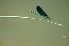 Dragonfly in Kalná Roztoka