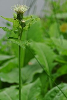 Cirsium cf. oleraceum in Kalná Roztoka