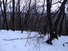 Hainburger Berge, Braunsberg