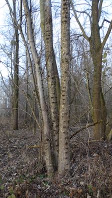 Leithaauen, Rohrau, Hollern