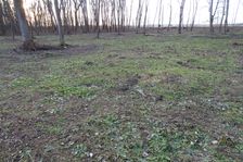 Leithaauen, Rohrau, milled forest ground in a Natura 2000 site