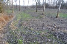Leithaauen, Rohrau, milled forest ground in a Natura 2000 site