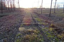 Leithaauen, Rohrau, milled forest ground in a Natura 2000 site
