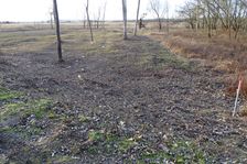 Leithaauen, Rohrau, milled forest ground