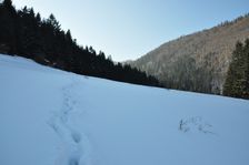 V doline