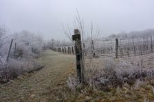 Spitzerberg, Prellenkirchen