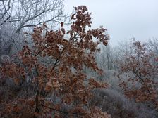 Spitzerberg, Prellenkirchen