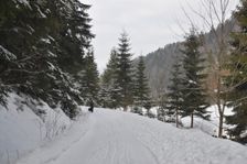 V doline