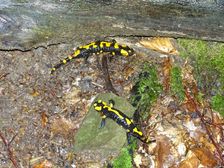 Stužica, NP Poloniny, Salamandra salamandra