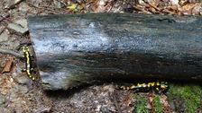 Stužica, NP Poloniny, Salamandra salamandra