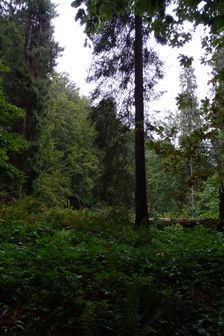 Stužica, NP Poloniny